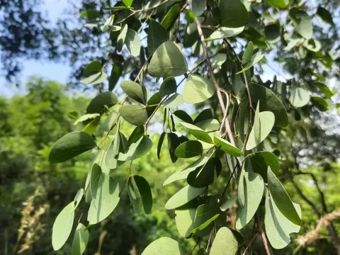 Hardwickia binata