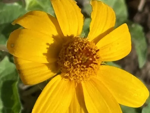 Heliopsis