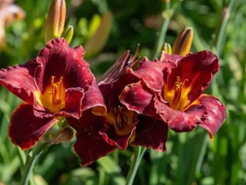 Daylily hybrids