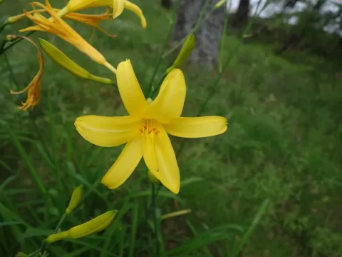 Lemon daylily