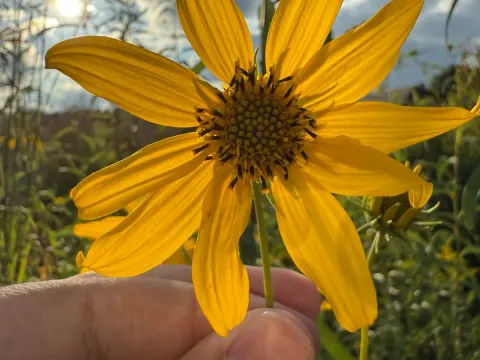 Sawtooth sunflower