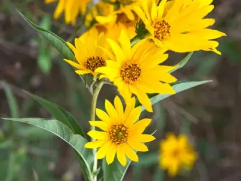Maximilian sunflower
