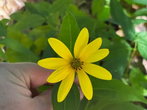 Pale-leaved sunflower