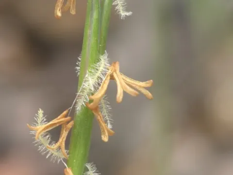 Hemarthria