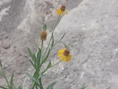 Helenium quadridentatum
