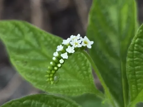 Scorpionstail