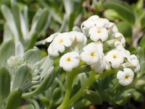 Heliotropium anomalum