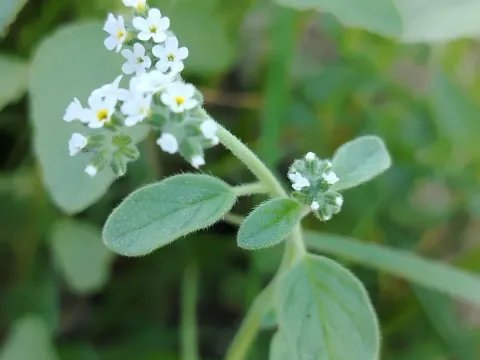 Heliotropium ellipticum