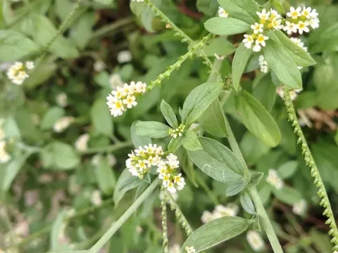 Heliotropium procumbens