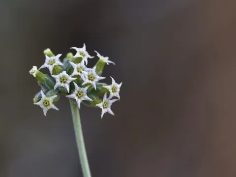 Heliotropium pterocarpum