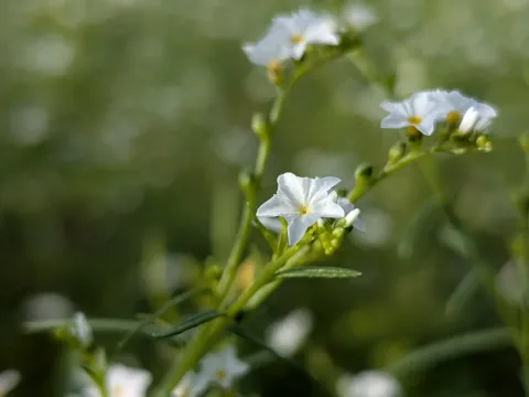 Heliotropium strigosum