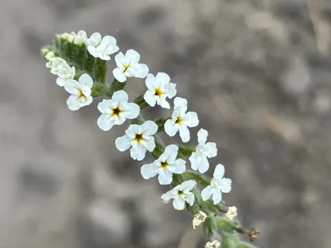 Heliotropium steudneri