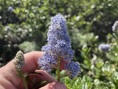 Цеанотус
