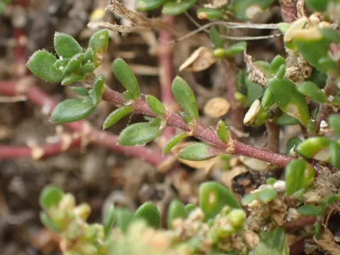 Smooth rupturewort