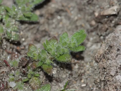 Hairy rupturewort