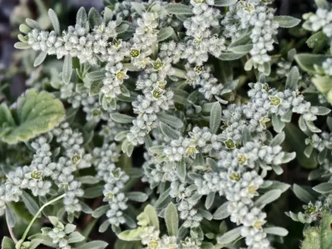 Grey rupturewort
