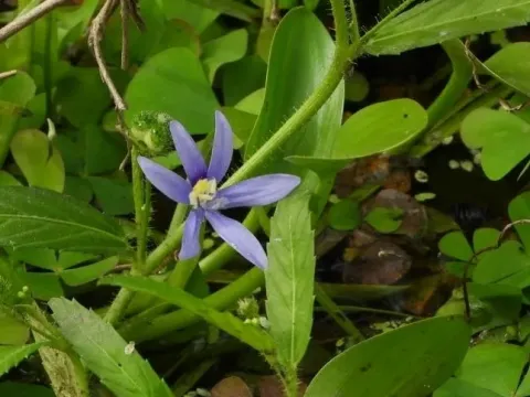 Heteranthera