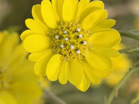 Hemizonia