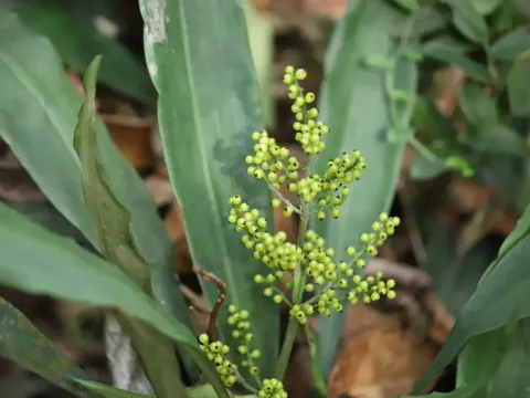 Hanguana