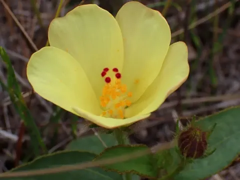 Ethiopian hibiscus