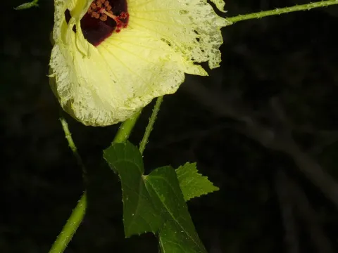 Hibiscus altissimus