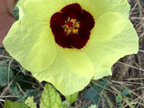 Lemon-leaf hibiscus