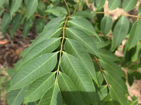 Cedrela serrata