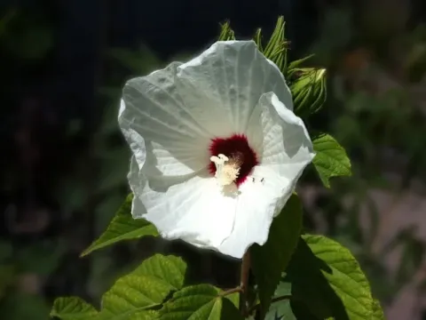Woolly rose mallow