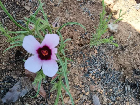 Hibiscus microcarpus