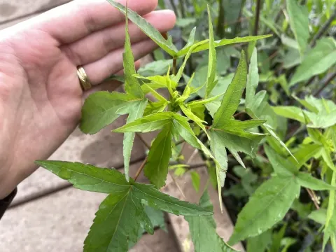 Halberd-leaved hibiscus