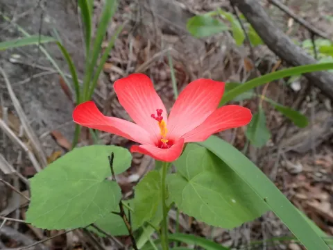 Hibiscus rugosus