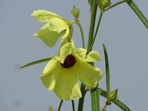 Scaly hibiscus
