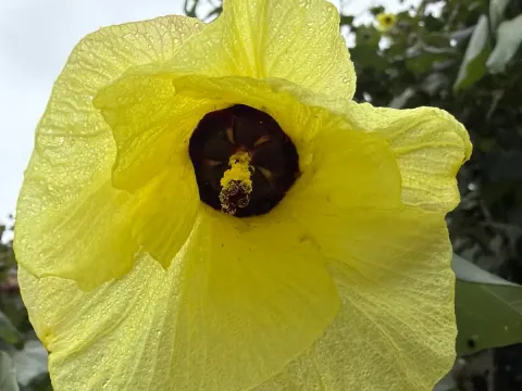 Sea hibiscus