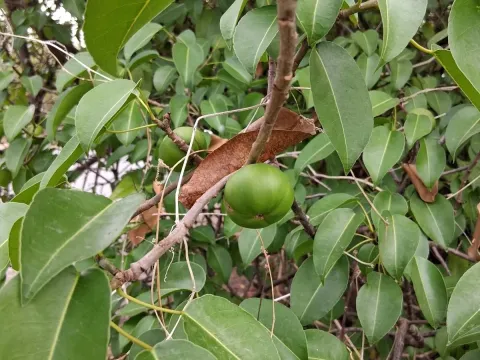 Manchineel tree