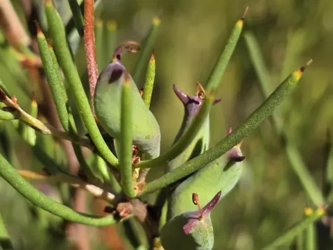 Small-fruited Hakea
