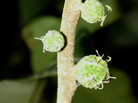 Helicostylis