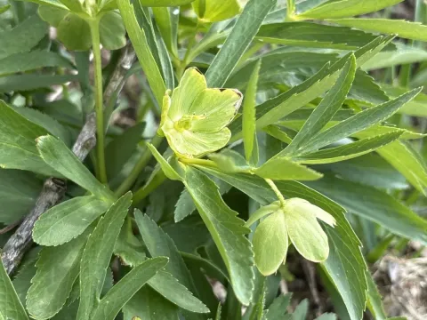 Green hellebore