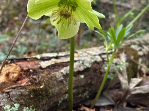 Green hellebore