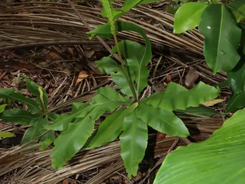 Helminthostachys