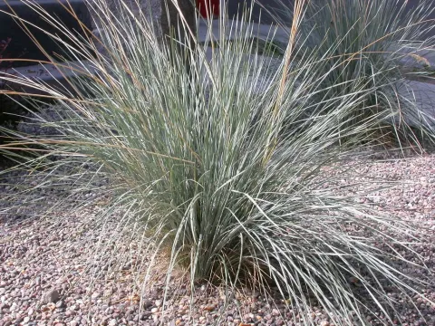 Blue oat grass