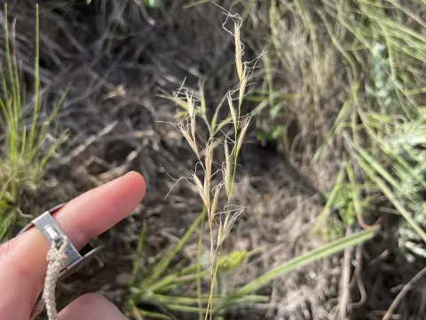Oatgrass