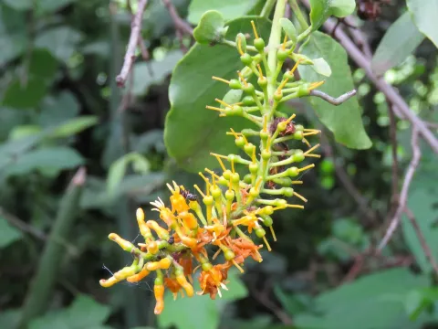 Helixanthera