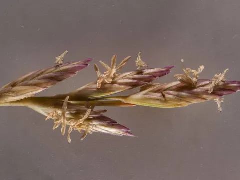 Halopyrum