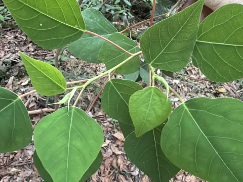 Homalanthus