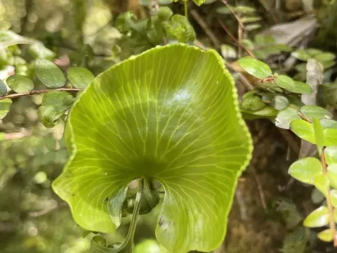 Hymenophyllum