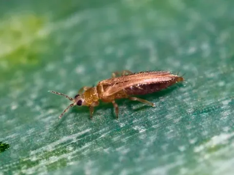 Thrips
