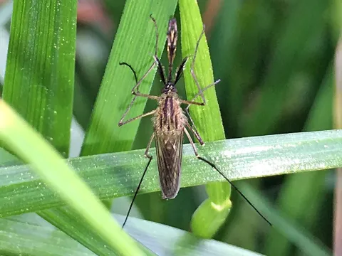 Rustic mosquito