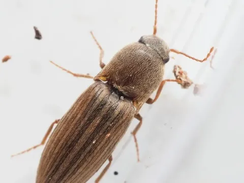 Conoderus rufangulus