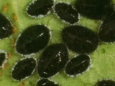 Punjab whitefly