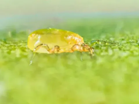 Neoseiulus barkeri